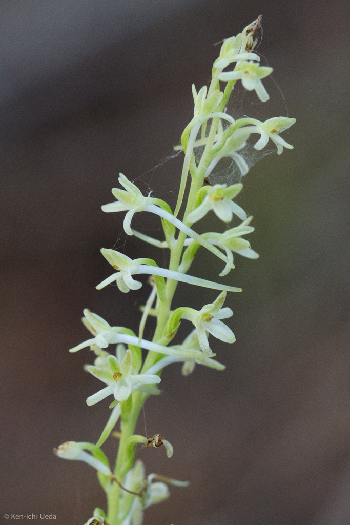 Platanthera transversa (Flat spurred piperia), native California herb