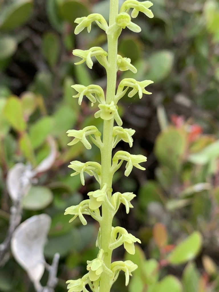 Platanthera unalascensis (Alaska piperia, slender-spire orchid), native California herb