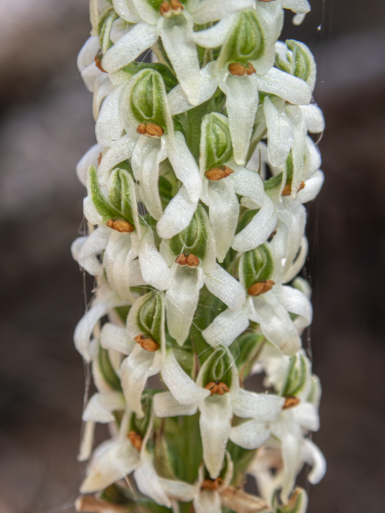 Platanthera yadonii (Yadon's rein-orchid), native California herb