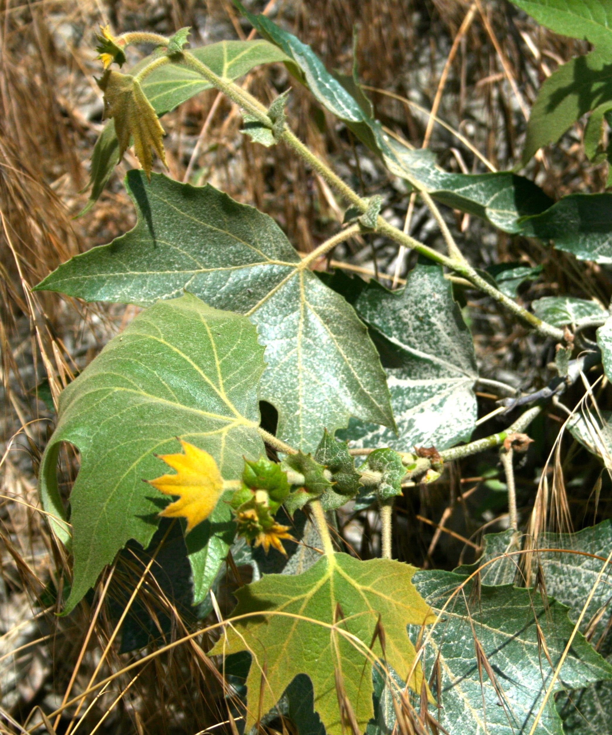 Platanus racemosa (Western sycamore), native California tree