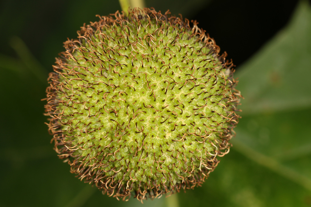 Platanus sp., non-native California tree