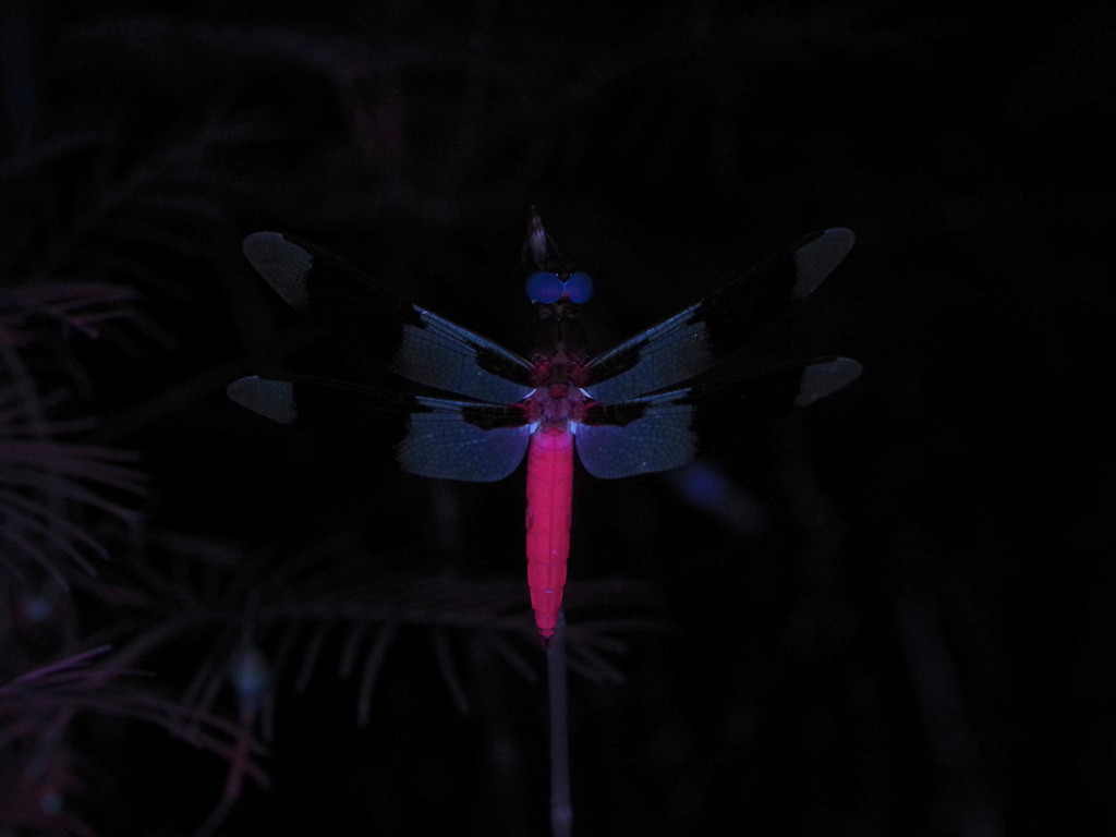 Plathemis lydia (Common Whitetail), California species