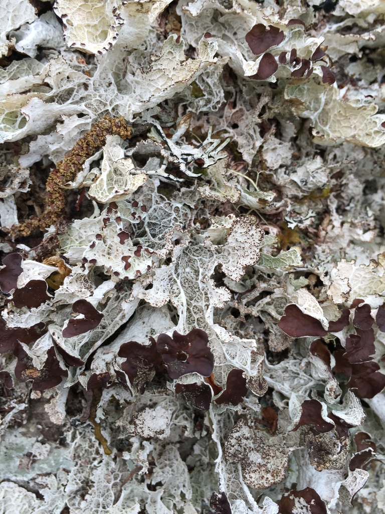 Platismatia lacunosa (crinkled rag lichen), California species