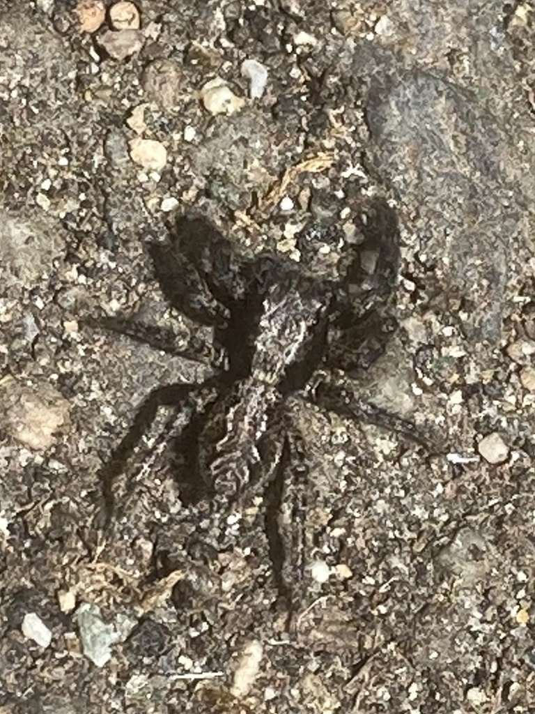 Platycryptus californicus (California Flattened Jumping Spider), California species