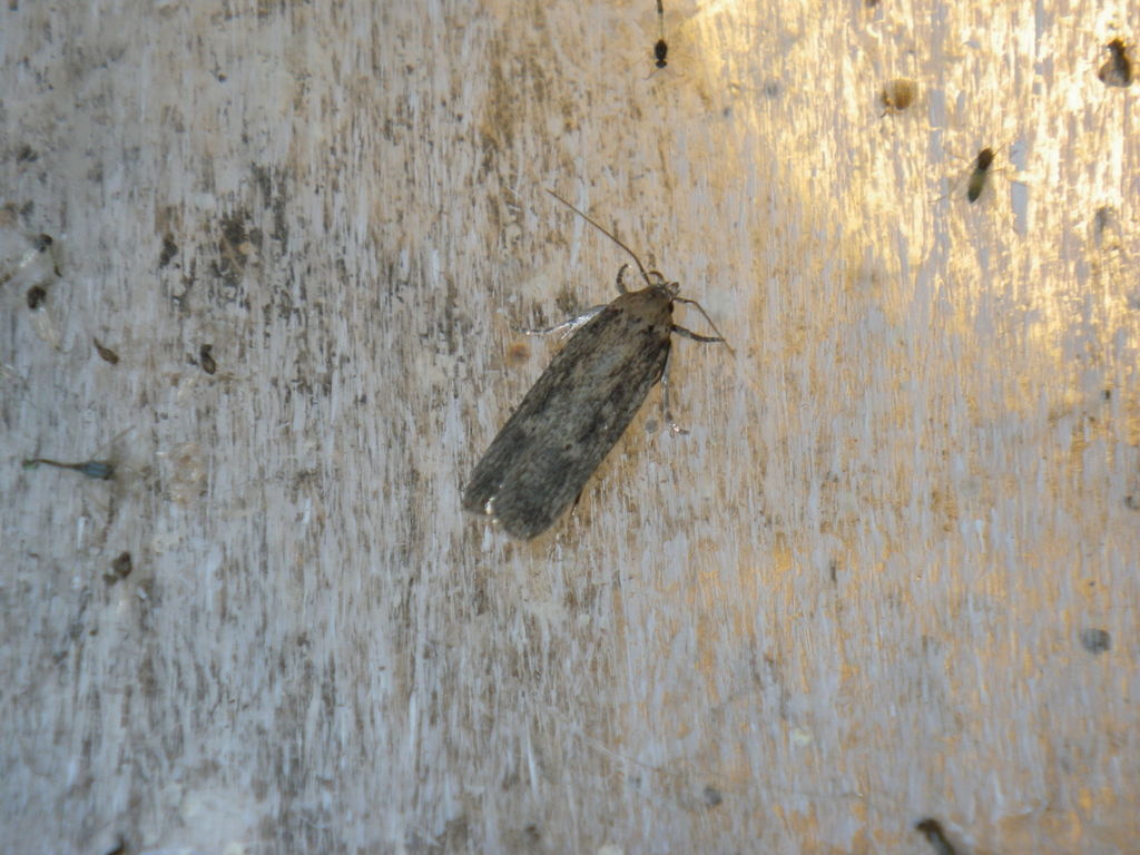 Platyedra subcinerea (Cotton Stem Moth), California species