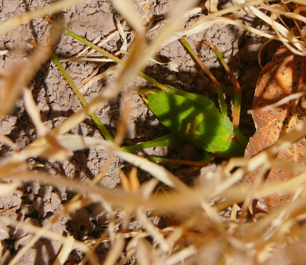 Platylyra californica (California Chaparral Katydid), California species