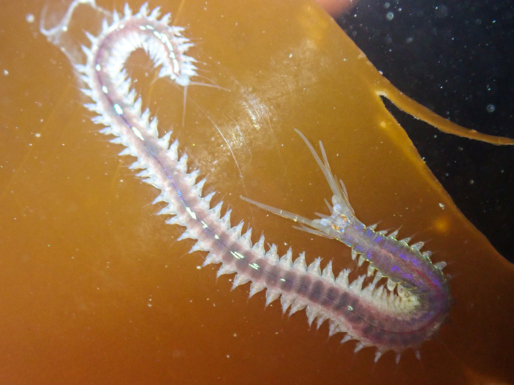 Platynereis bicanaliculata, California species