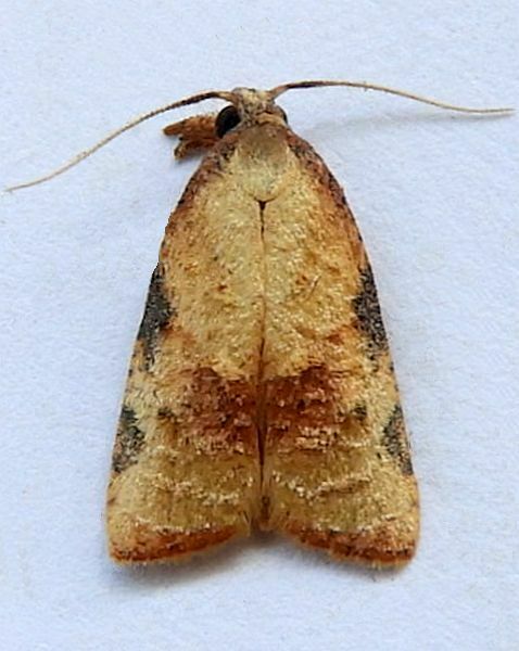 Platynota labiosana, California species