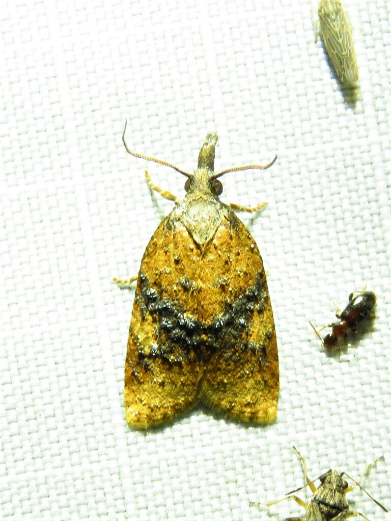 Platynota nigrocervina, California species