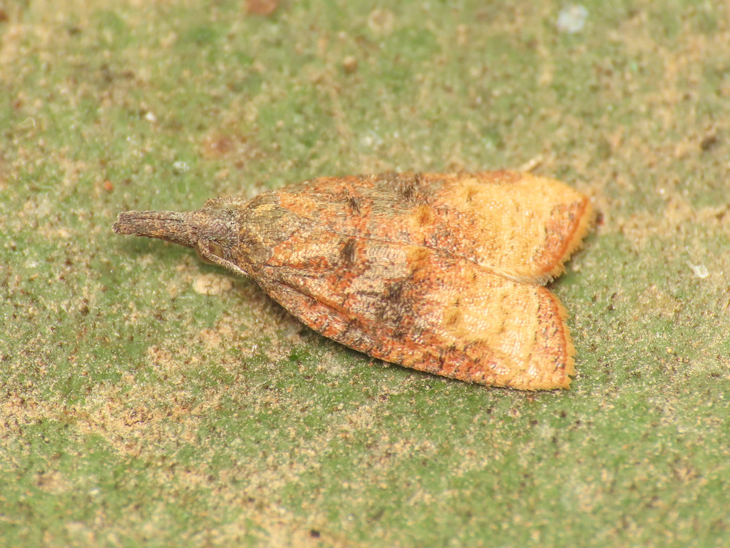 Platynota stultana (Omnivorous Leaf-roller), California species