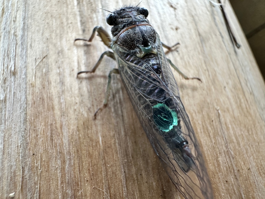 Platypedia areolata (Salmonfly Cicada), California species