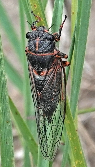 Platypedia putnami (Putnam's Cicada), California species