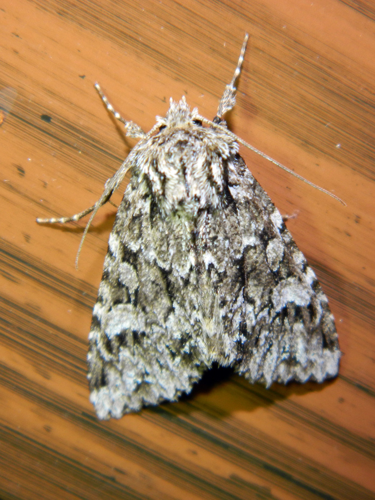 Platypolia loda, California species