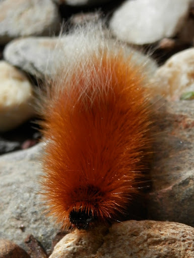 Platyprepia virginalis (Ranchman's Tiger Moth), California species