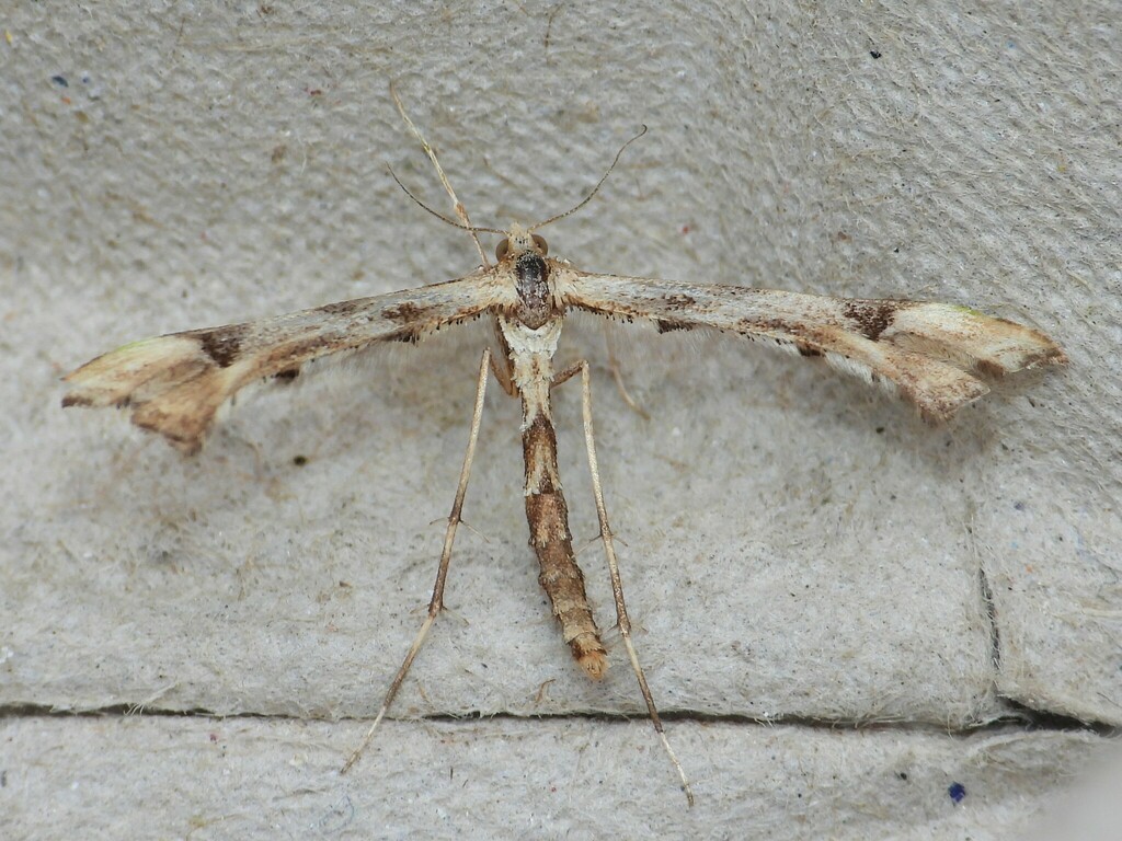 Platyptilia carduidactyla (Artichoke Plume Moth), California species