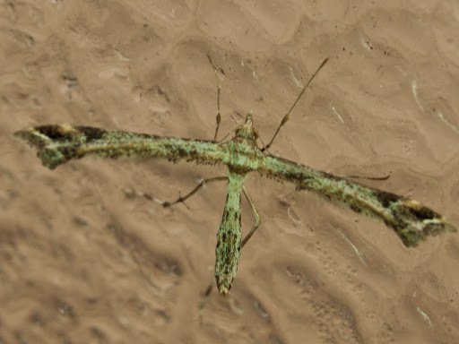 Platyptilia williamsii, California species