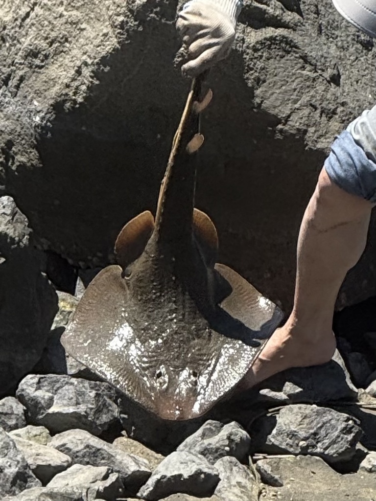 Platyrhinoidis triseriata (Thornback Guitarfish), California species