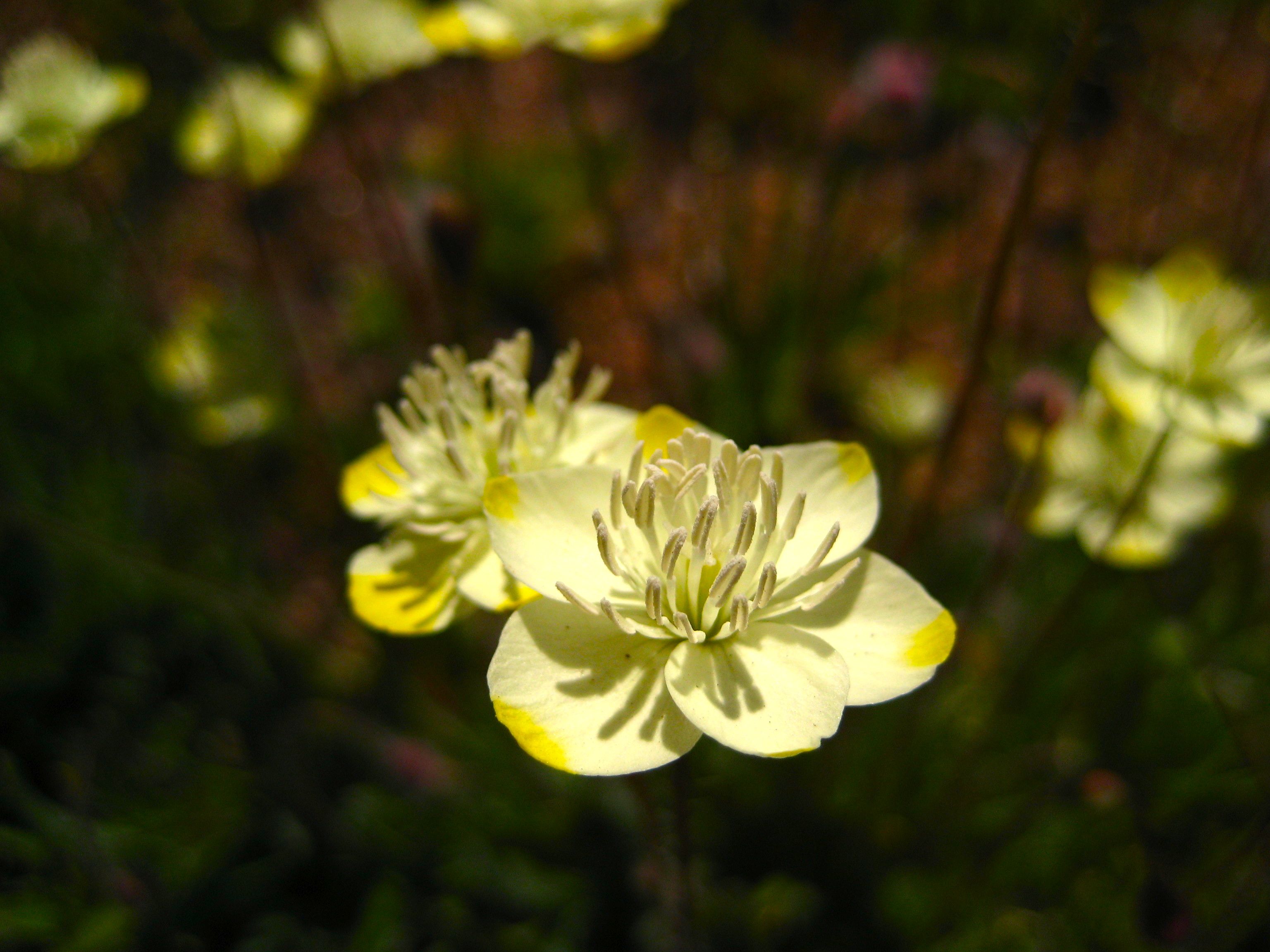 Platystemon californicus (Cream cups), native California herb
