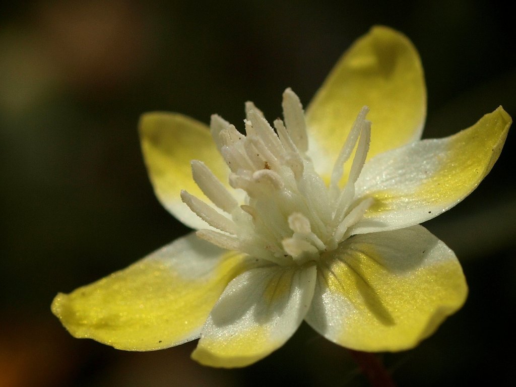 Platystemon sp., native California annual