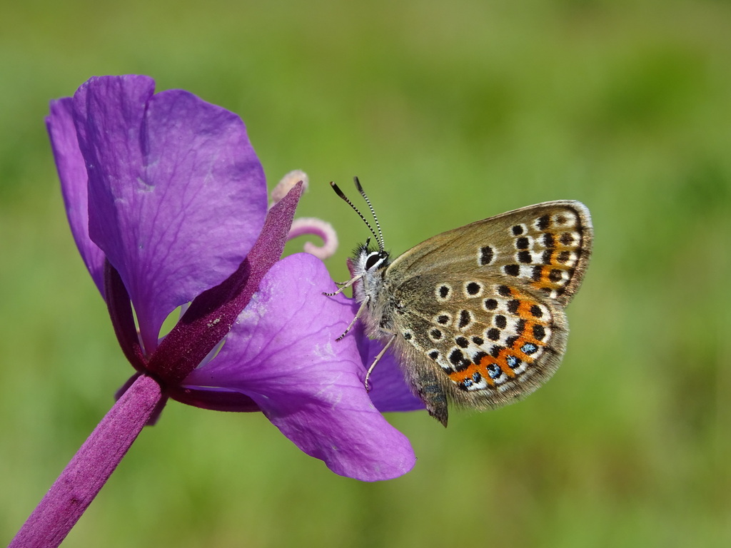 Plebejus anna lotis (Lotis blue butterfly), California species