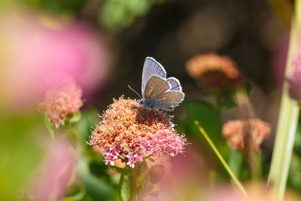 Plebejus anna (Anna's Blue), California species