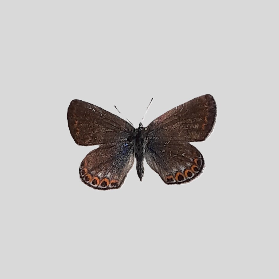 Plebejus fridayi (Friday's Blue), California species