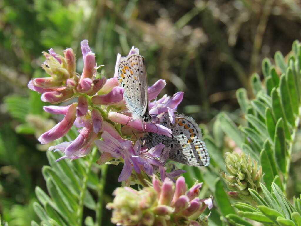 Plebejus melissa (Melissa Blue (includes Karner Blue)), California species