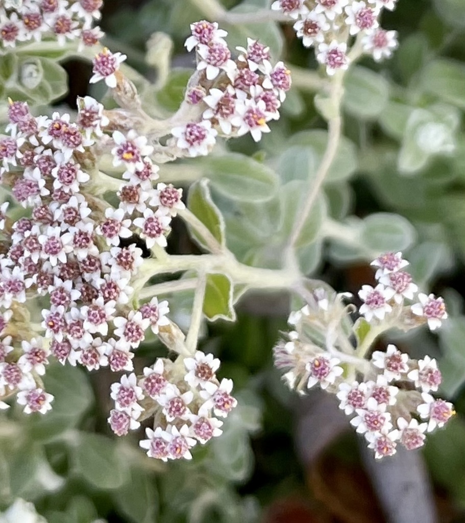 Plecostachys serpyllifolia (Petite-licorice), non-native California shrub