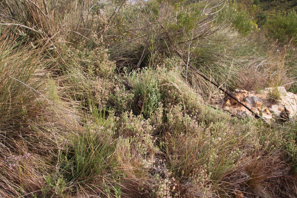 Plecostachys sp., non-native California shrub