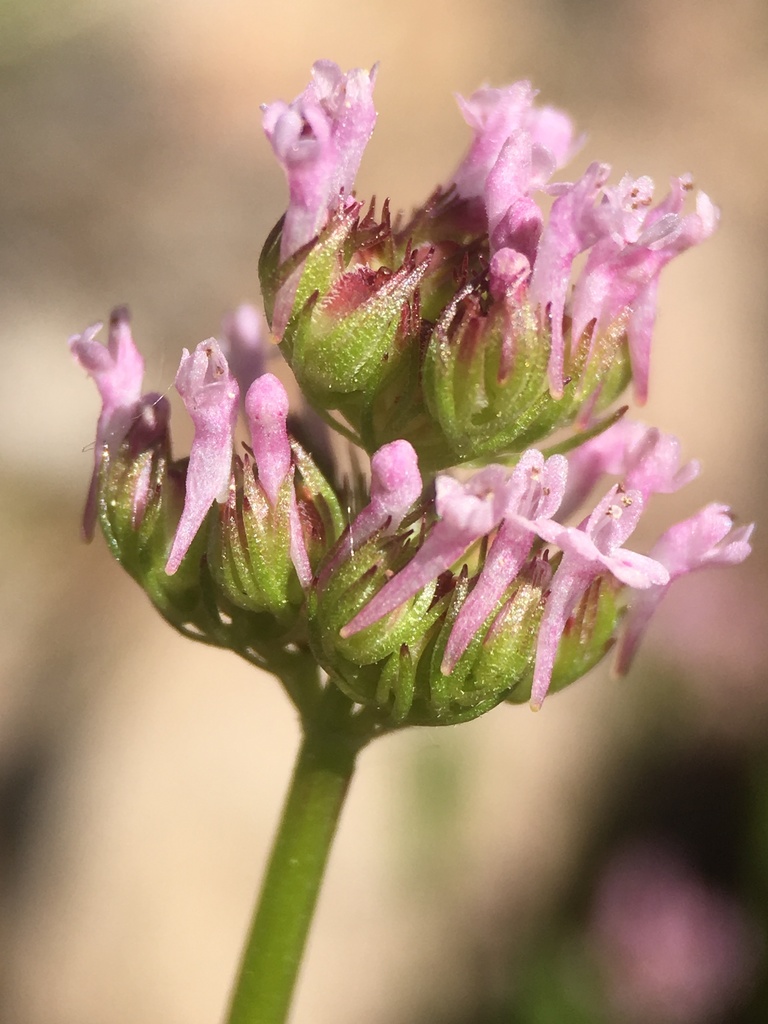 Plectritis ciliosa (Long spurred plectritis), native California herb