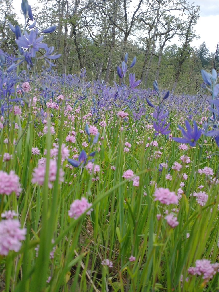 Plectritis congesta — parent species of Plectritis congesta subsp. congesta