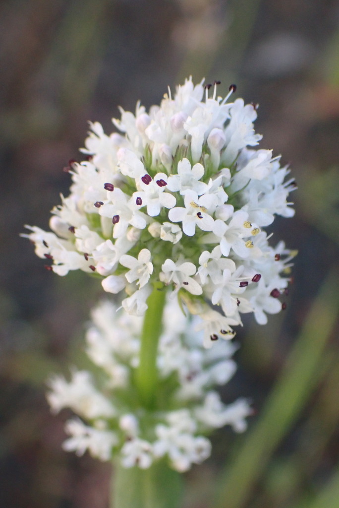 Plectritis macrocera (Long horn plectritis), native California herb