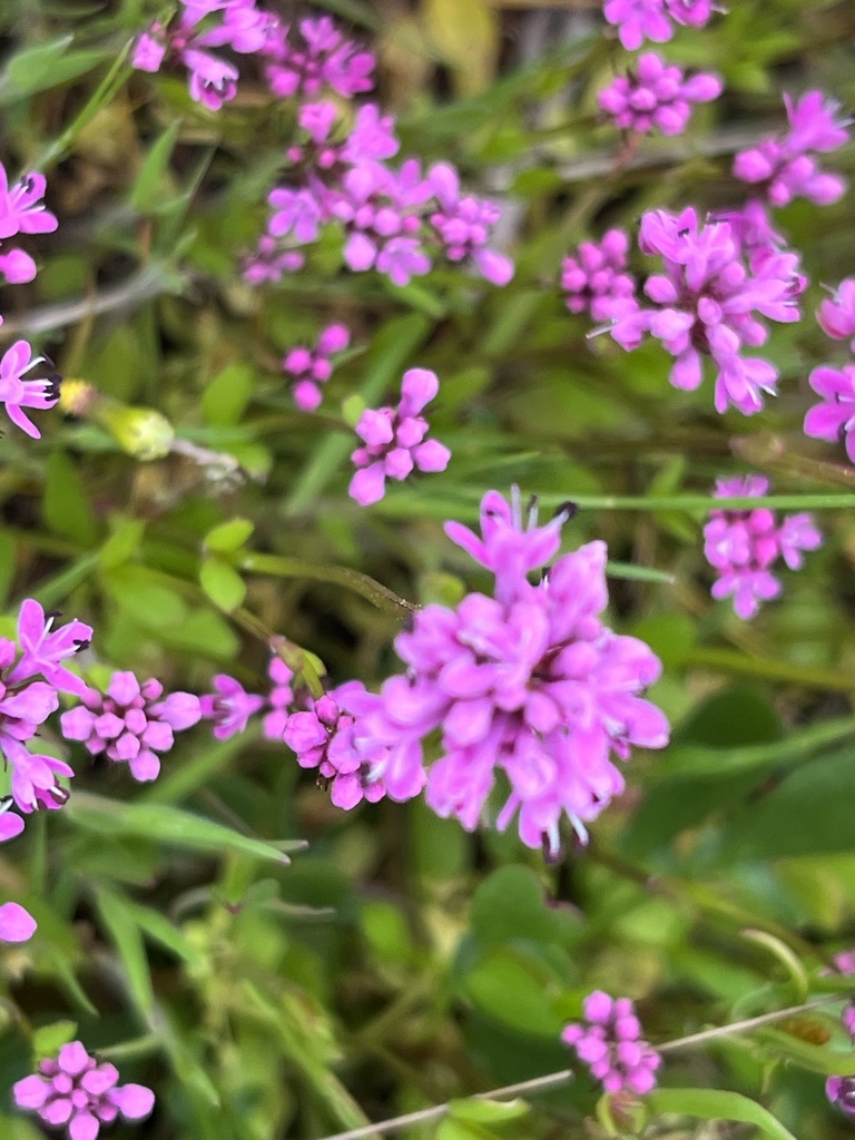 Plectritis sp., native California annual