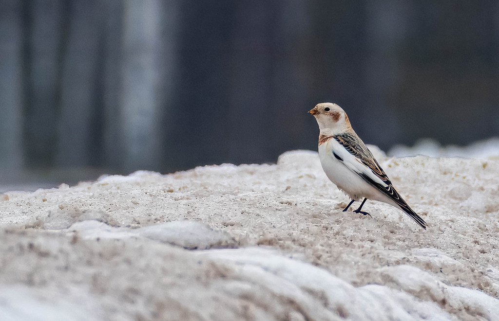 Plectrophenax nivalis (Snow Bunting), California species