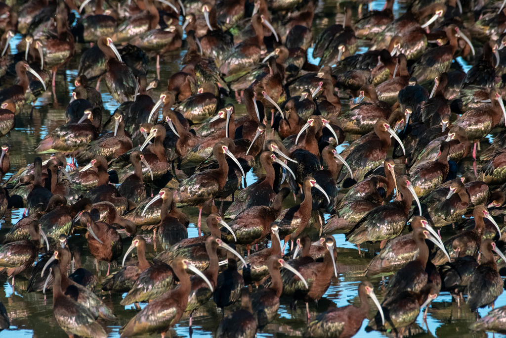 Plegadis chihi (White-faced Ibis), California species