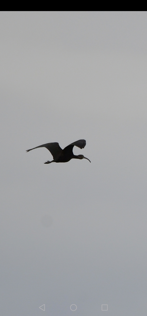 Plegadis falcinellus (Glossy Ibis), California species