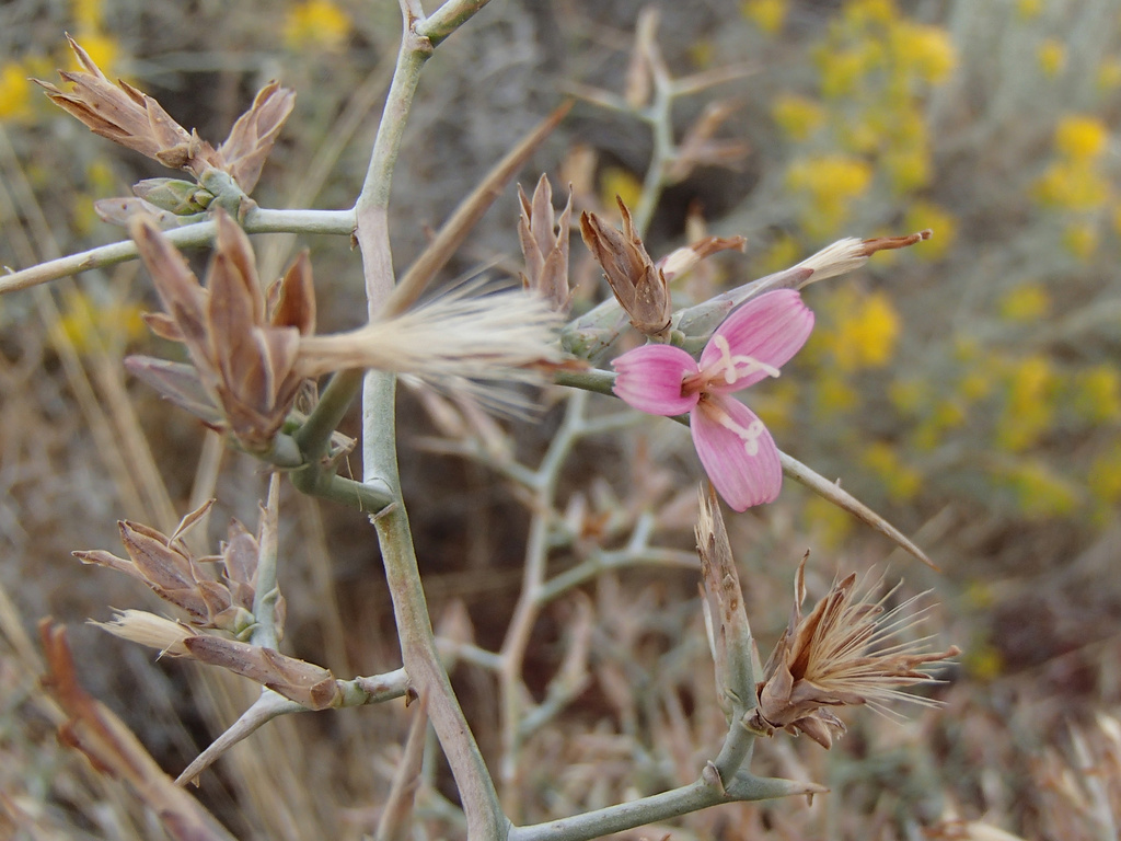 Pleiacanthus spinosus (Thorny skeletonweed), native California subshrub
