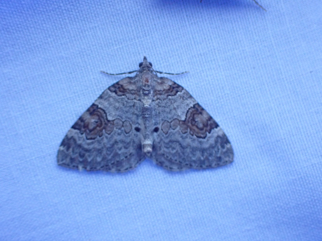 Plemyria georgii (George's Carpet Moth), California species