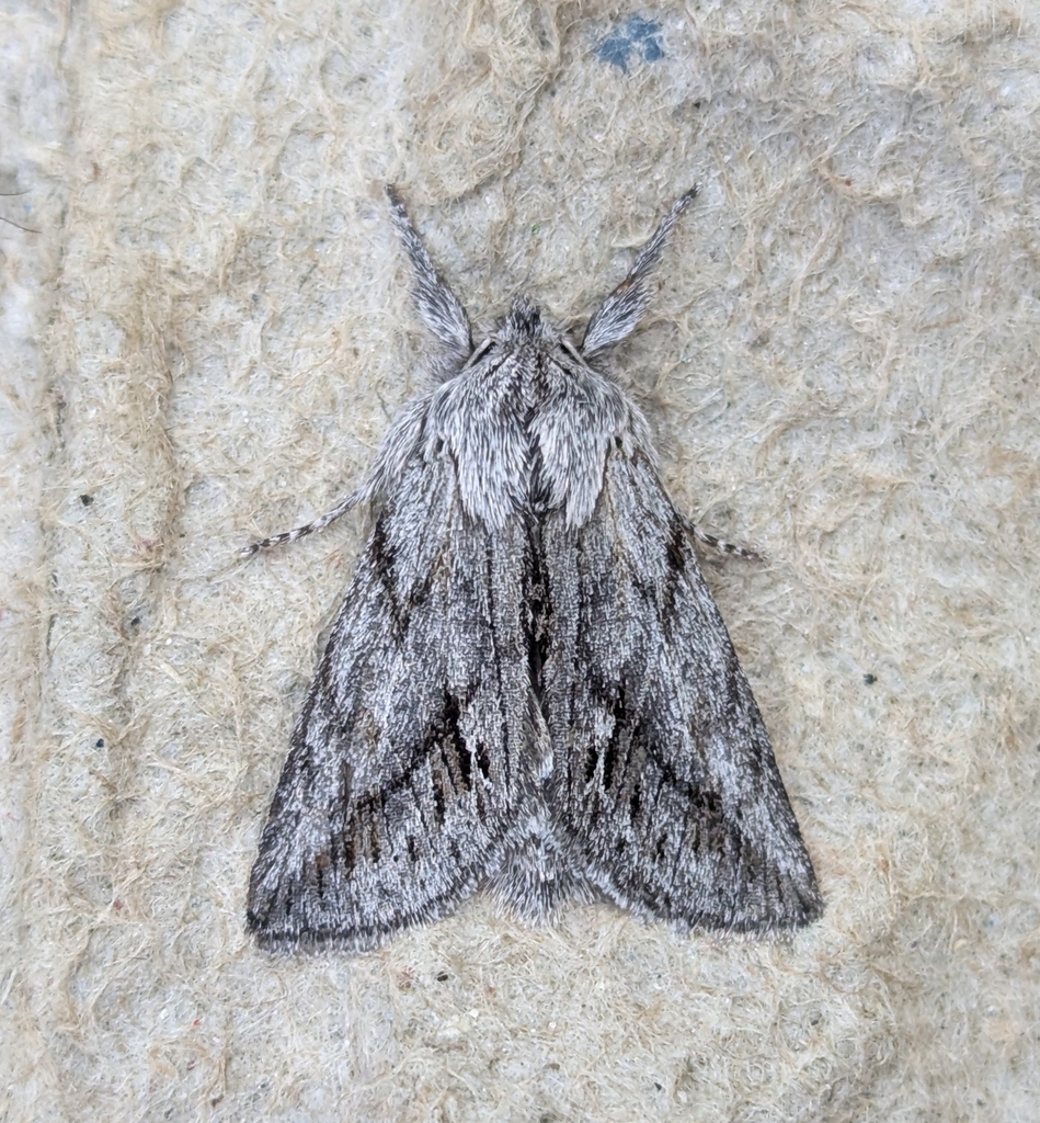 Pleromelloida cinerea (Ashy Pleromelloida Moth), California species