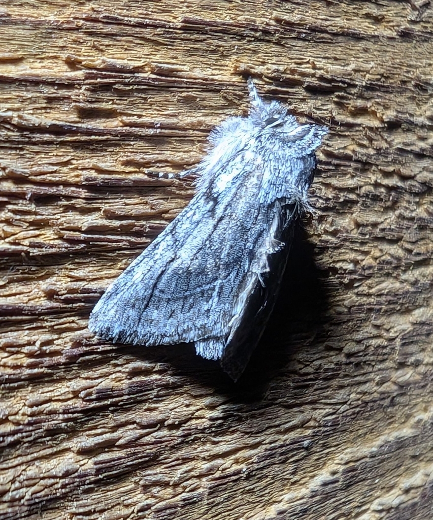 Pleromelloida conserta, California species