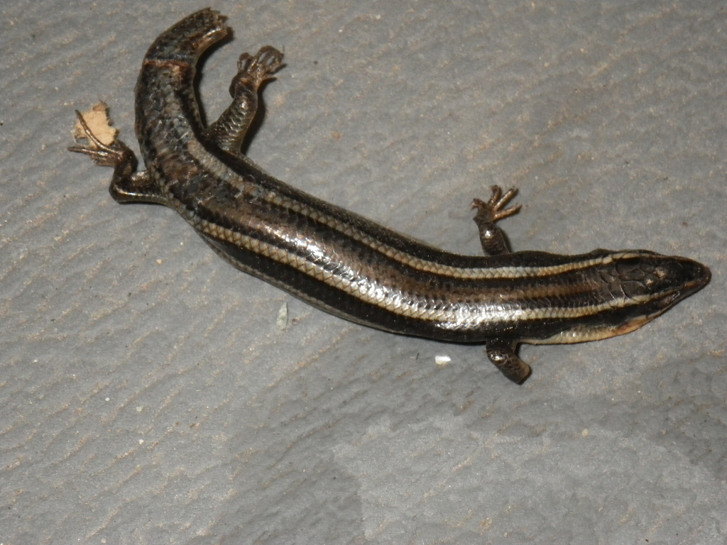 Plestiodon gilberti (Gilbert's Skink), California species