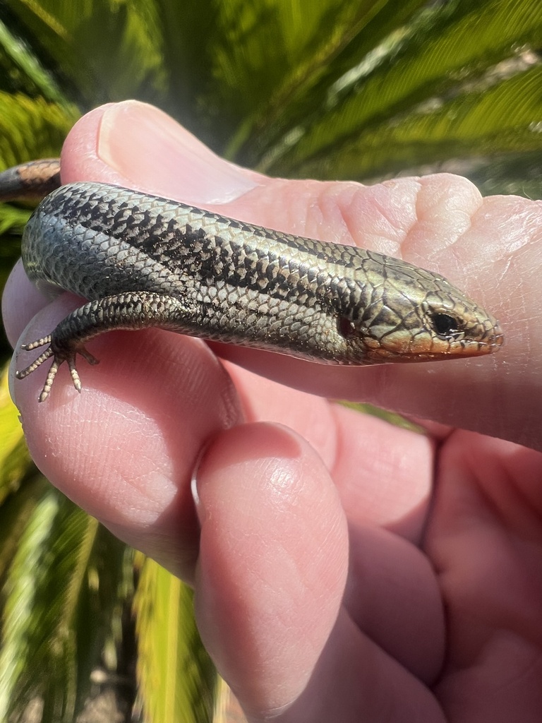 Plestiodon skiltonianus interparietalis (Coronado Skink), California species