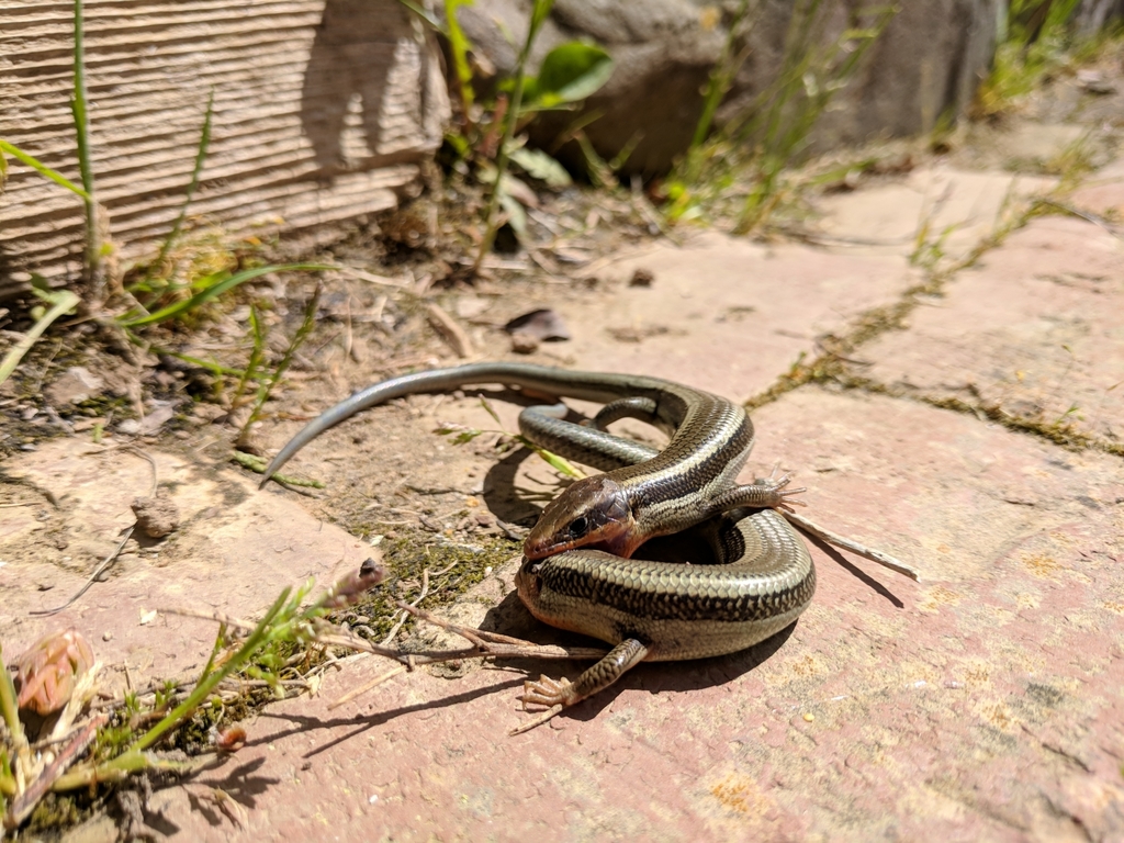 Plestiodon skiltonianus (Western Skink), California species
