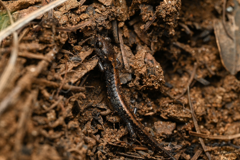Plethodon asupak (Scott Bar salamander), California species