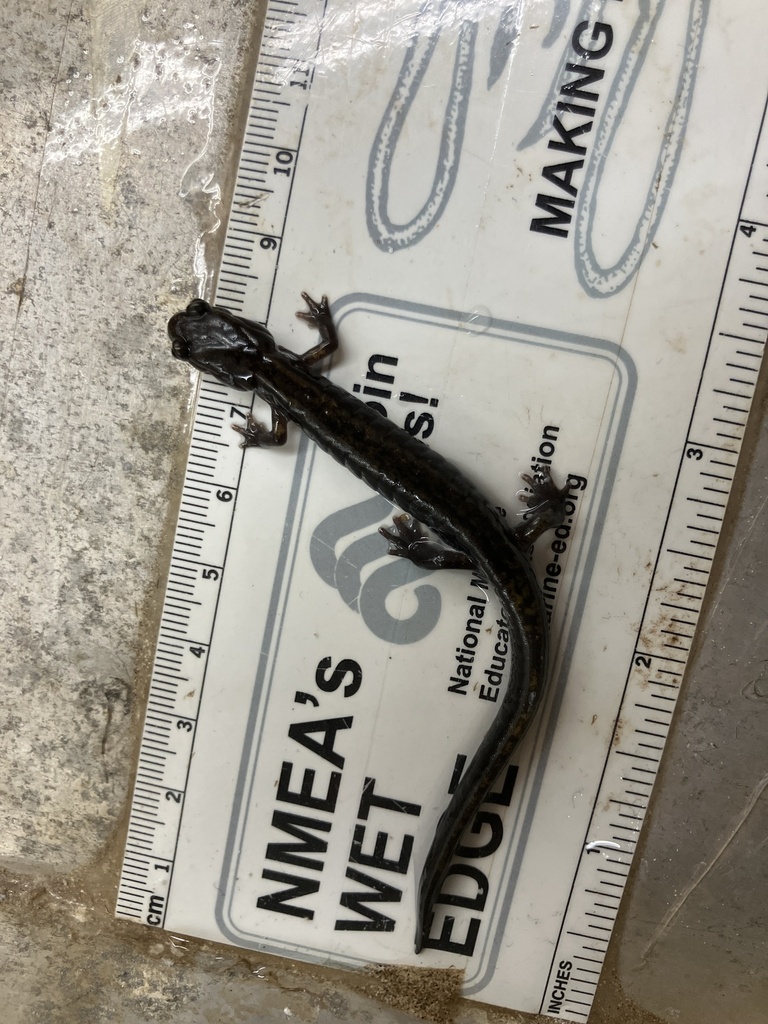 Plethodon dunni (Dunn's Salamander), California species