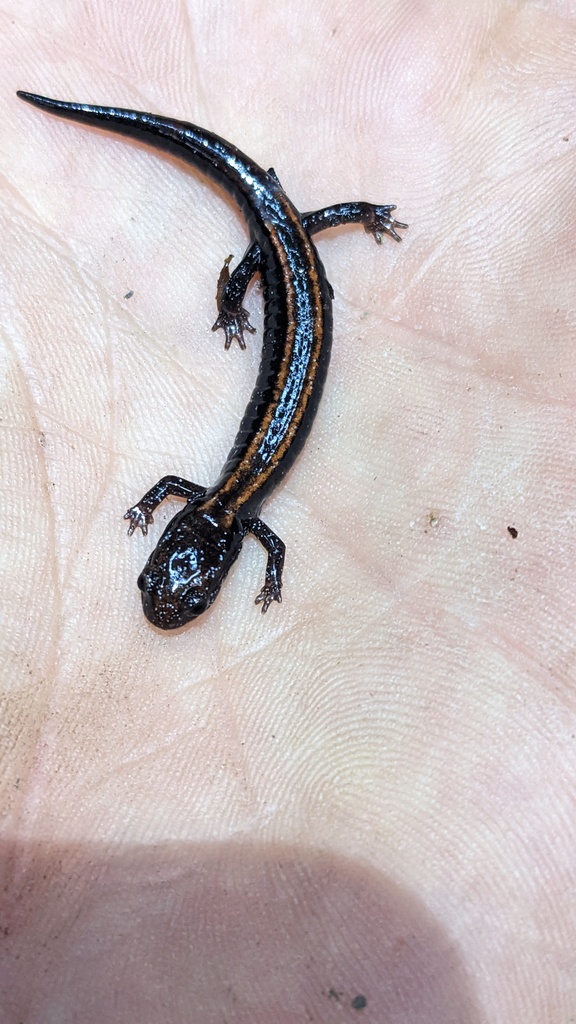 Plethodon elongatus (Del Norte Salamander), California species