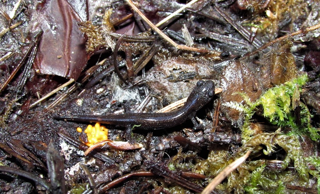 Plethodon stormi (Siskiyou Mountains salamander), California species