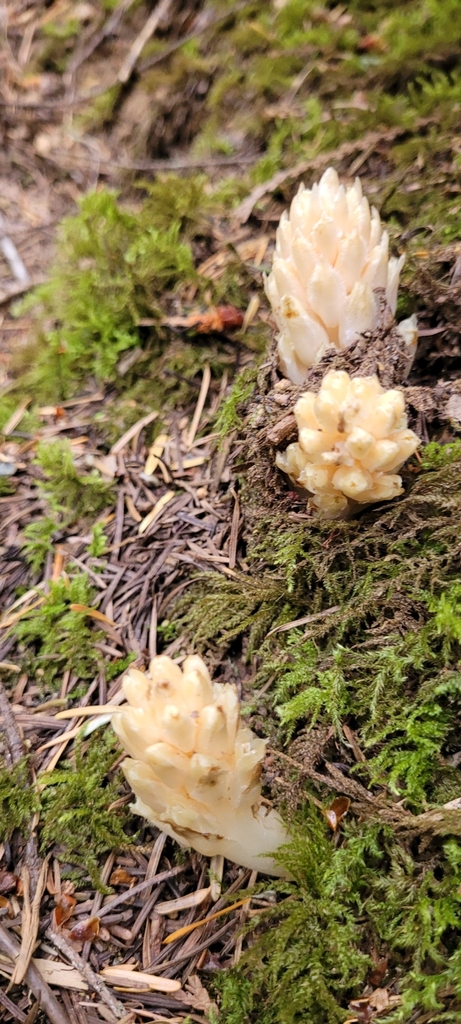 Pleuricospora fimbriolata (Fringed pinesap), native California herb