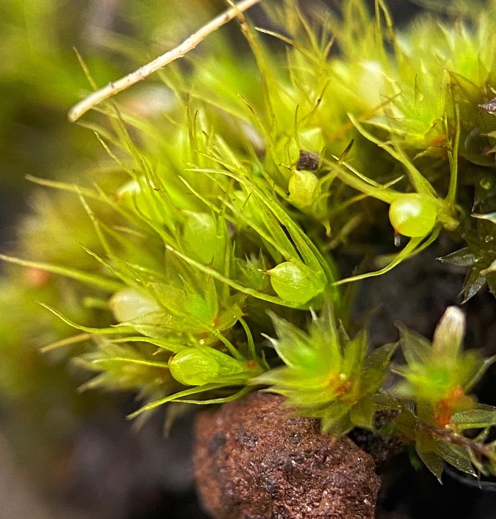 Pleuridium mexicanum (Mexican earthmoss), California species