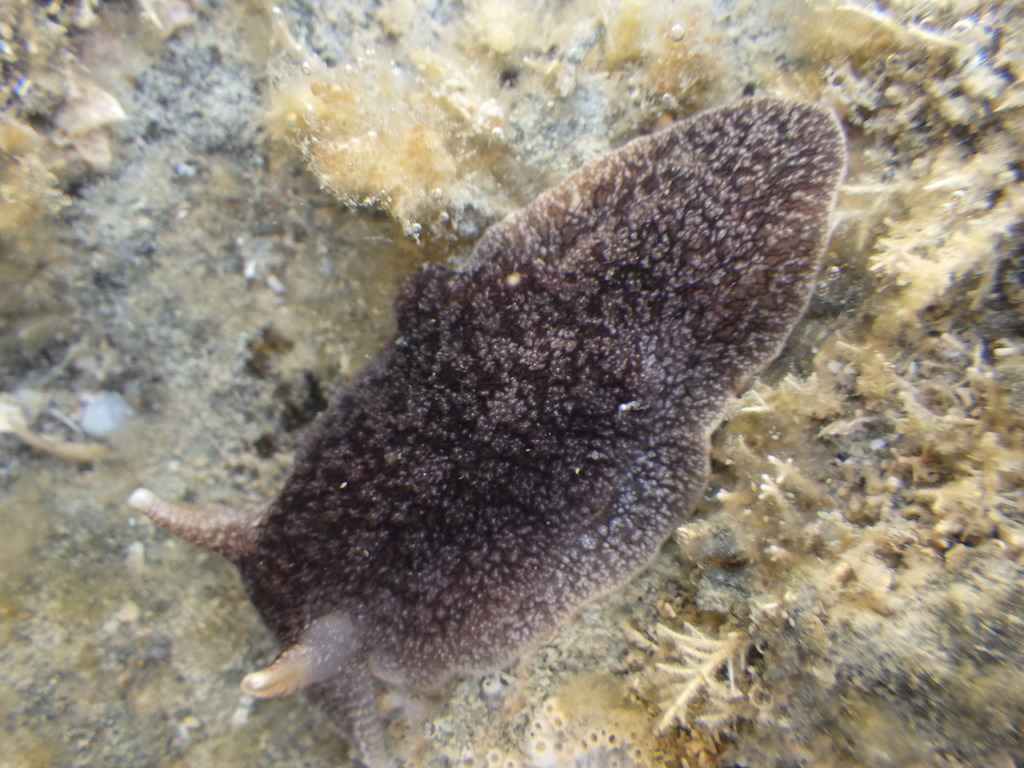 Pleurobranchaea californica (California Side-gill Slug), California species